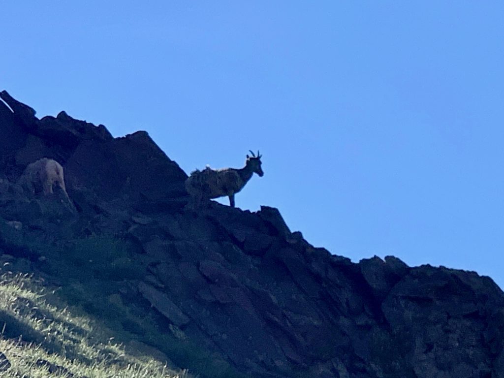 Big horn sheep
