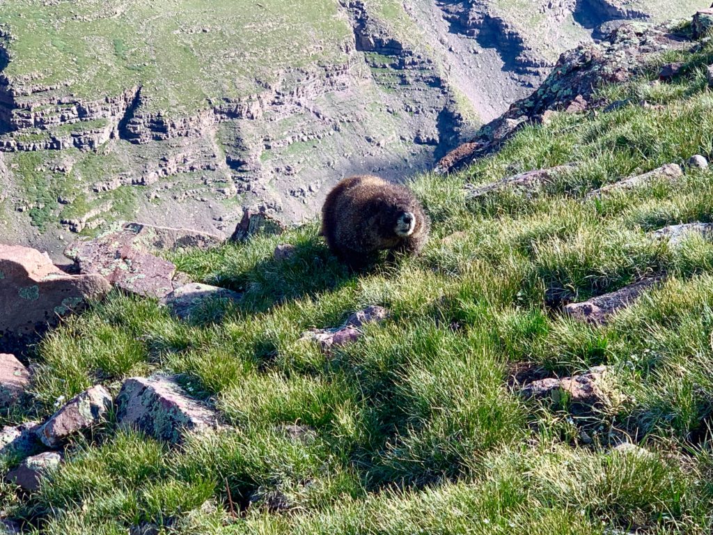 Marmot
