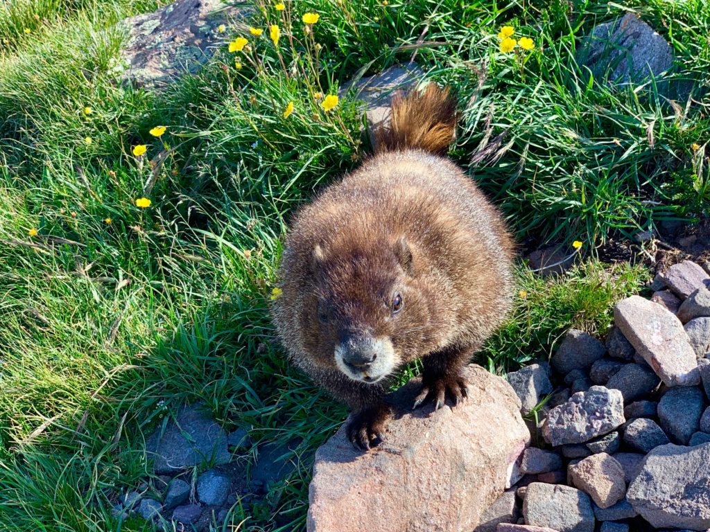 Marmot
