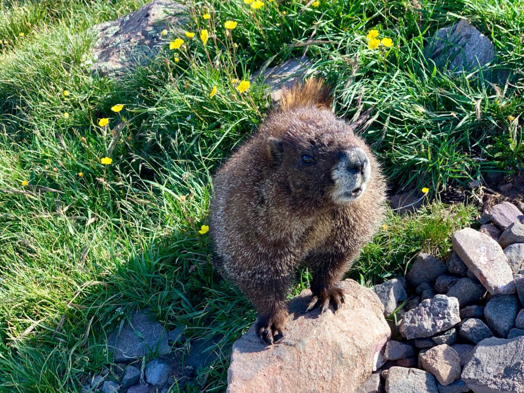 Marmot
