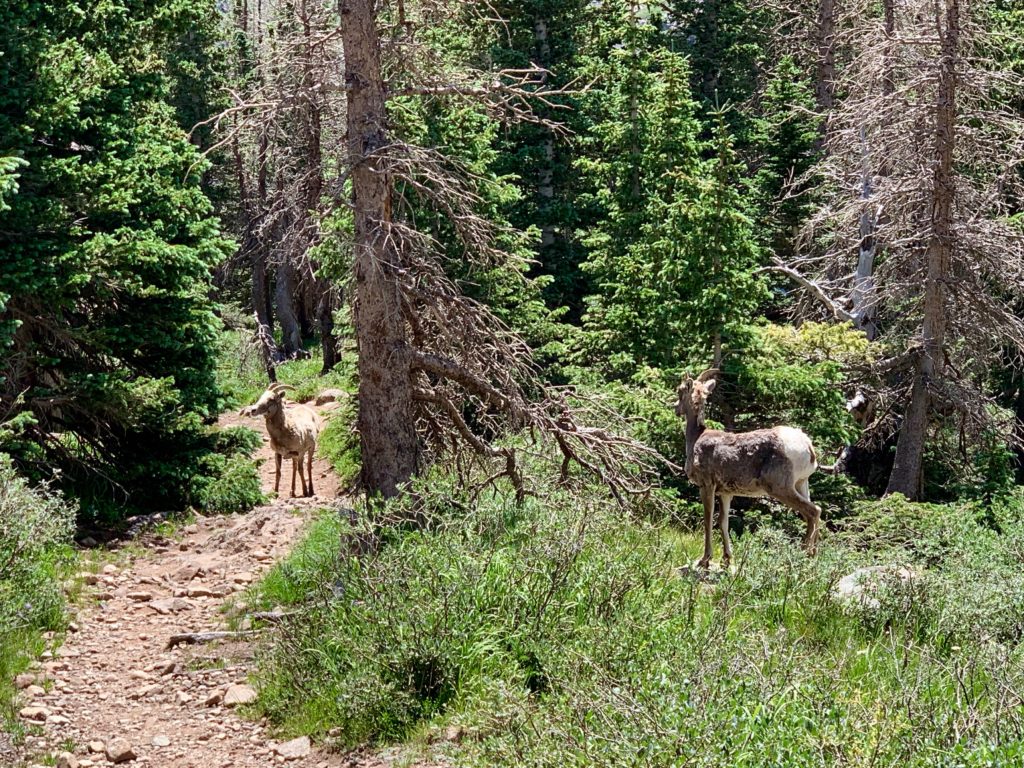 Big horn sheep
