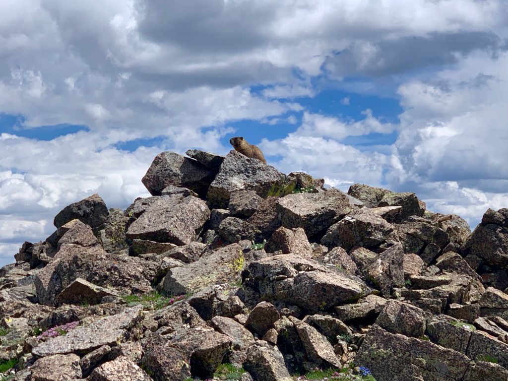 Marmot on Mt. Belford
