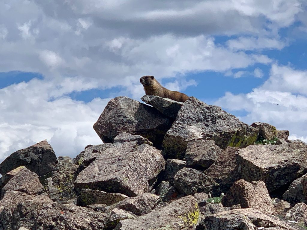 Marmot on Mt. Belford
